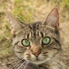 petfurball最新版