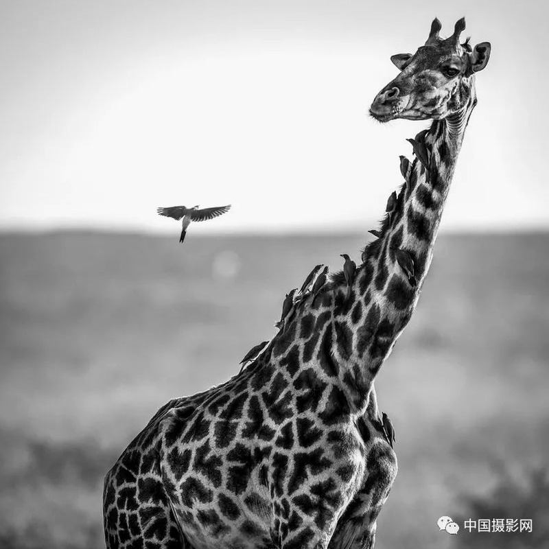 野性不解释下载mp3