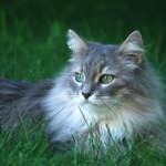 鹿晗的猫姐个人简介